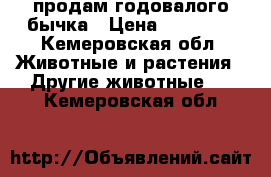 продам годовалого бычка › Цена ­ 25 000 - Кемеровская обл. Животные и растения » Другие животные   . Кемеровская обл.